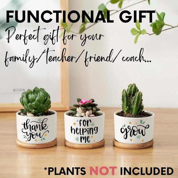 Colorful Parrot Appreciation Succulent Pot Trio - Picture 5 of 7